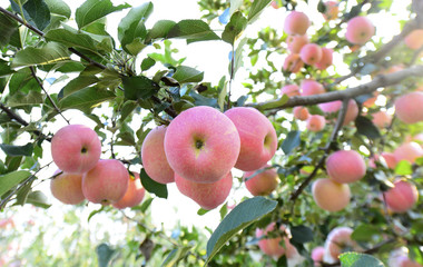 Ripe apple, in a tree