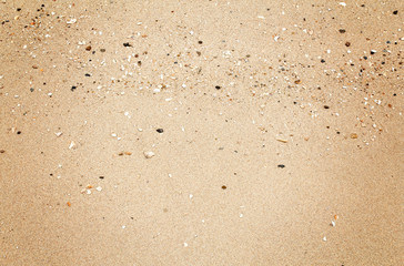 Shells on the beach sand for background.