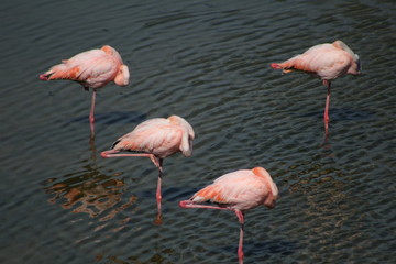 Four flamingos on sleeping on one leg