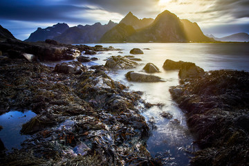 sunset over the mountain at Moskenes, Lofoten Island - Norway with stranded  seaweed on the rocks
