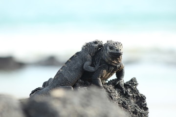 Juvenile iguana holding adult with beach background
