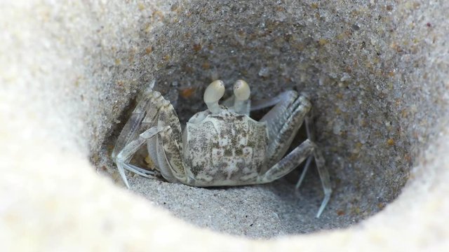 Closeup view of Sand Crab sitting in the burrow at tropical beach of Thailand.