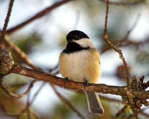 Marked Chickadee