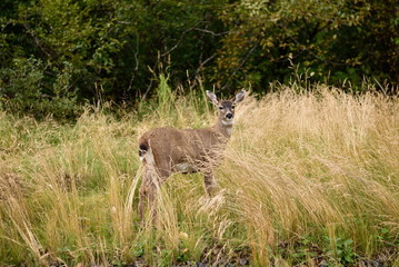 Sitka Black Tailed Deer