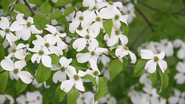 Looping video features white dogwood tree flower blooms and vivid green leaves blowing in a gentle spring breeze.