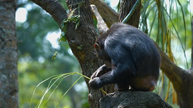 Adult chimpanzee in their habitat