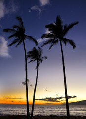 Three trees silhouette against sunset Maui, Hawaii