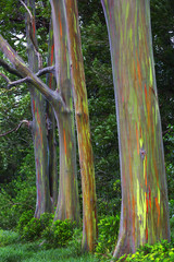 Rainbow Eucalyptus tree on the Hana Highway Maui, Hawaii