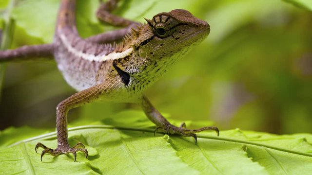 Forest Lizard in the rainforest close up. Thailand
