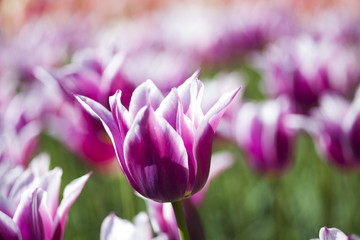 Tulips , the flowers in the garden , early spring