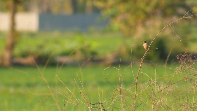 stonechat bird is flying and returning on the tree branch in the green field