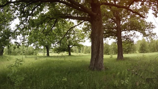 Mature Trees Grow in a Grassy Meadow, with Sound. Video 4k