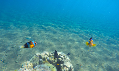 Fototapeta na wymiar Underwater landscape with clown fish. Clownfish undersea photo.