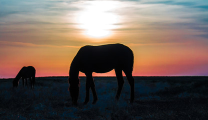 Fototapeta na wymiar blurred silhouette of a horse on sunset background
