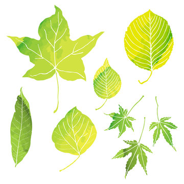 green leaves illustrations by watercolor paint