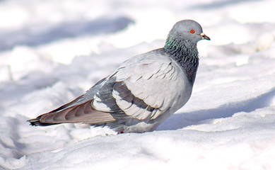 dove in nature in winter
