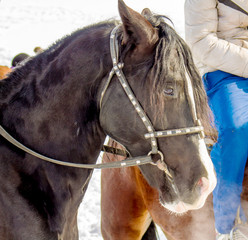 horses and riders in the nature in the winter