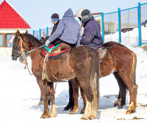 horses and riders in the nature in the winter