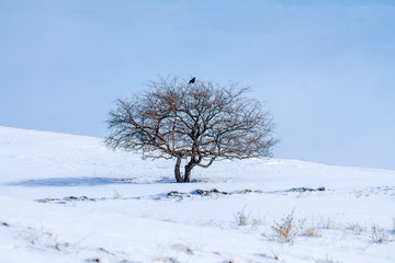 Fototapeta na wymiar lonely tree on a snowy slope