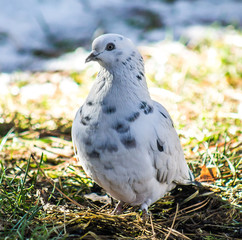 dove in nature