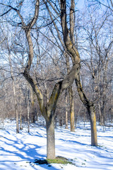 Fototapeta premium curve of a tree trunk in a forest in winter
