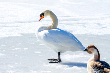 Fototapeta premium Swans on the frozen lake