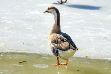 Swans on the frozen lake