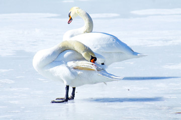 Fototapeta premium Swans on the frozen lake
