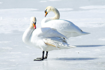 Swans on the frozen lake