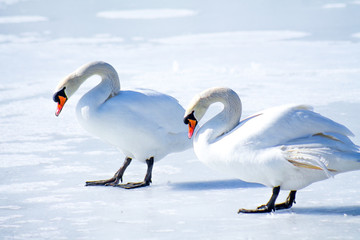 Swans on the frozen lake