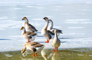 Swans on the frozen lake