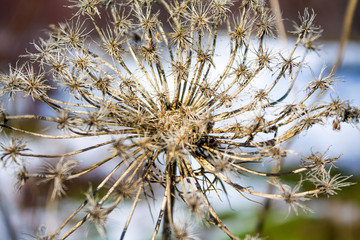 Dry prickly plant in nature