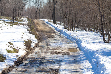 melted dirt road in the woods