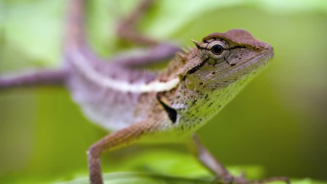Little forest lizard in the rainforest. Thailand