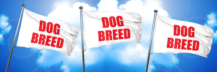 dog breed, 3D rendering, triple flags