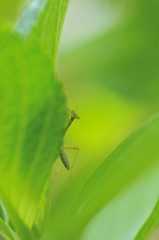 カマキリの幼虫