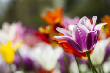 Colorful tulips in spring of flowers