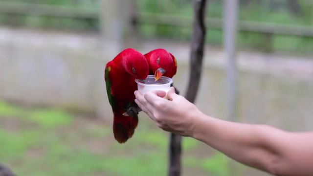 Chattering Lory Drinking Milk