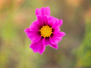 cosmos flower field on mountain