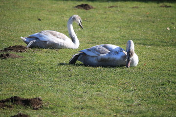 Deux jeunes cygnes tuberculés
