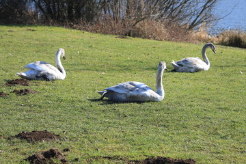 Trois jeunes cygnes tuberculés