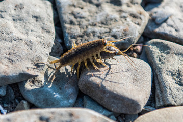 A Close Up Of two mating wood lice  on stones