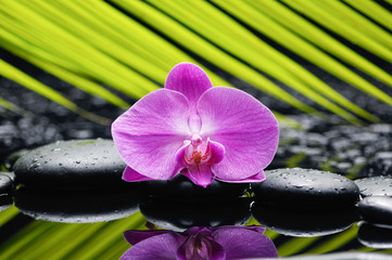 Pink orchid and palm on wet black stones 