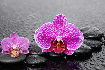 still life with pebbles and two gorgeous orchid