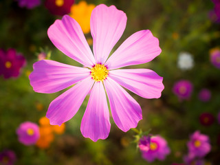 cosmos flower field on mountain