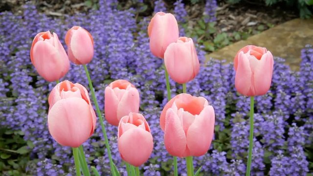 Video footage features pastel pink tulips swaying in a gentle breeze with purple ajuga (bugleweed) flowers blooming below. Looped with fade at end.