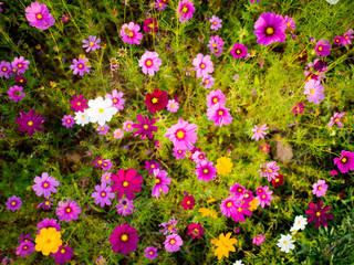 Fototapeta premium cosmos flower field on mountain