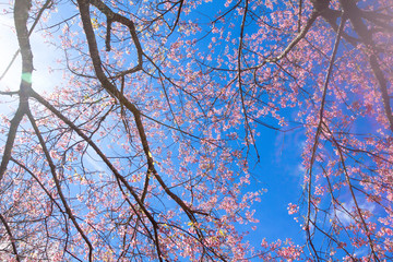 blurred of Prunus cerasoides flower on blue sky background. pink sakura thailand