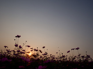 cosmos flower field on mountain