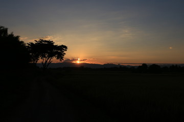 Fototapeta na wymiar Beautiful Sun rise and sun set background with black silhouetted trees with orange sky.